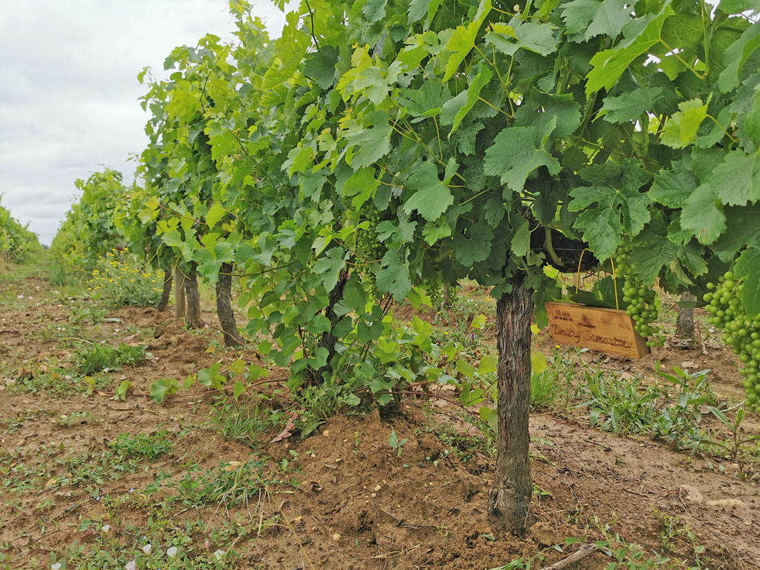 Виноградник на урожай